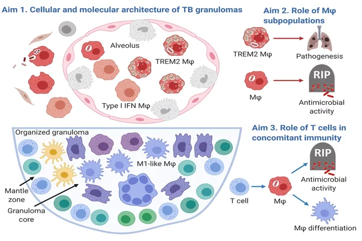Schematic diagram illustrating research aims related to the study of tuberculosis (TB) granulomas. Details in the accordion.