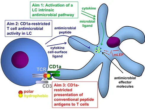 Illustration of a research hypothesis and the aims of a study about the role of CD1a in the immune response against Mycobacterium leprae (mLEP) and other intracellular pathogens. Details in the accordion.