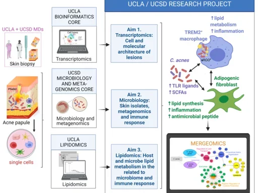 Schematic diagram of a UCLA/UCSD research project investigating the interactions between skin microbiomes, lipid metabolism, inflammation, and immune responses, particularly in the context of acne. Details in the accordion.