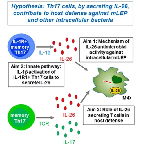 Graphical abstract summarizing the hypothesis and aims of the study related to IL-26 and Th17 cells in the immune response against intracellular pathogens. Details in the accordion.